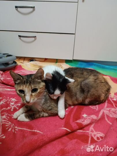 В добрые руки