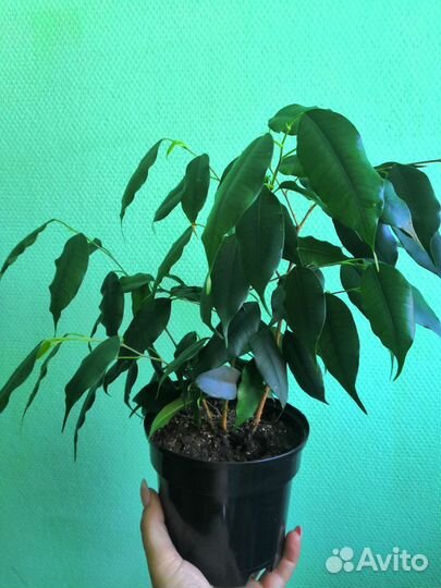 Фикус бенджамина