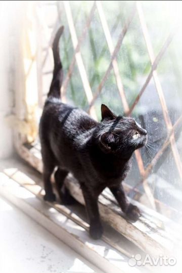 Кошка Багира