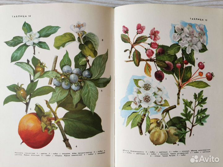Книга о деревьях и кустарниках СССР