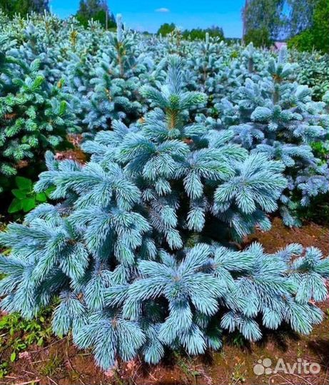 Ель Супер Блю Сидлинг