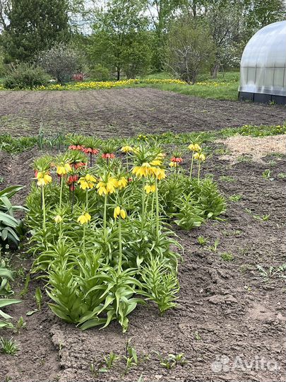 Рябчик. Точно зацветет