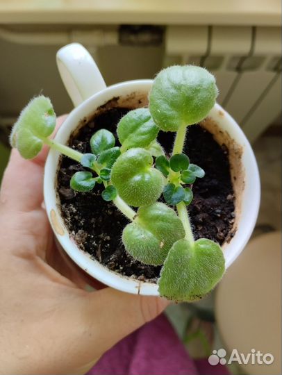 Молочай, фиалка и филодендрон гитаровидный