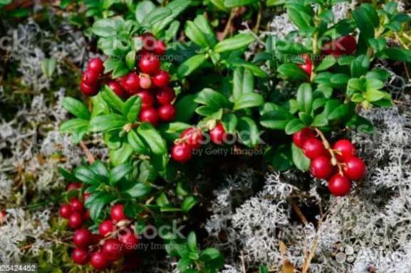 Брусника,черника