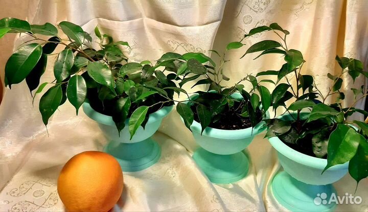 Фикус Бенджамина, Рео