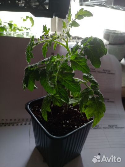 Томат балконный f red chery