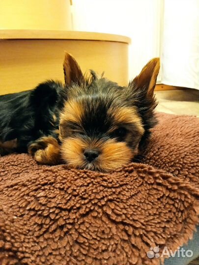 Йоркширский терьер мини беби фейс щенки