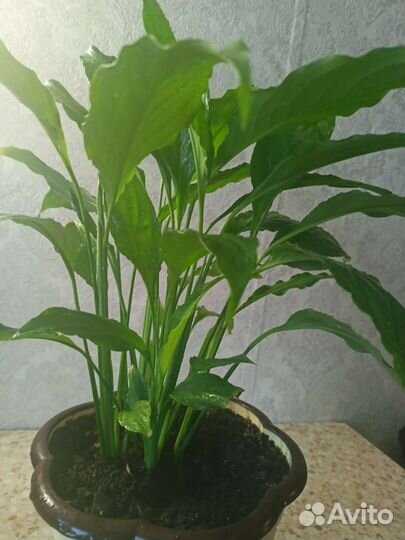 Сортовая фиалка-Арктик Фрост