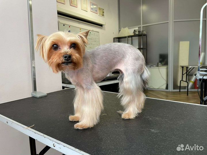 Груминг собак