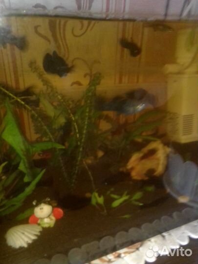 Взрослые моллинезии и гуппи