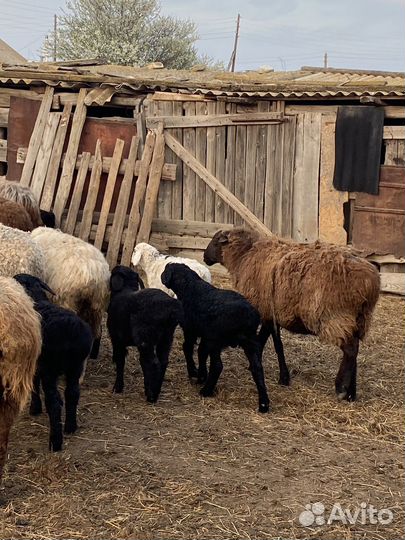 Овцы бараны ягнята