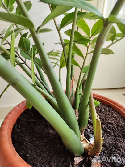 Замиокулькас