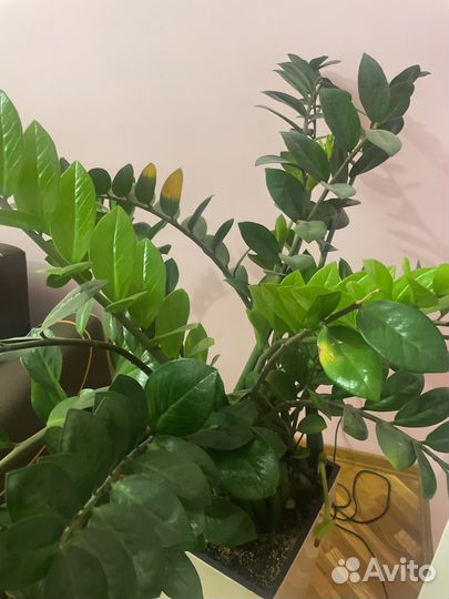 Замиокулькас комнатное растение