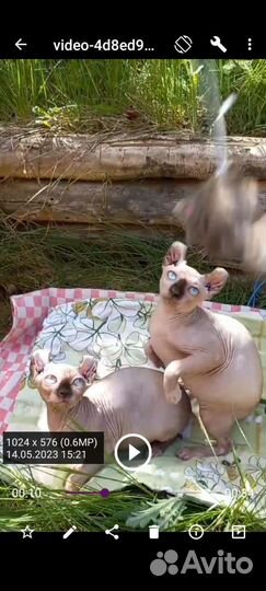 Эльф, Канадский сфинкс