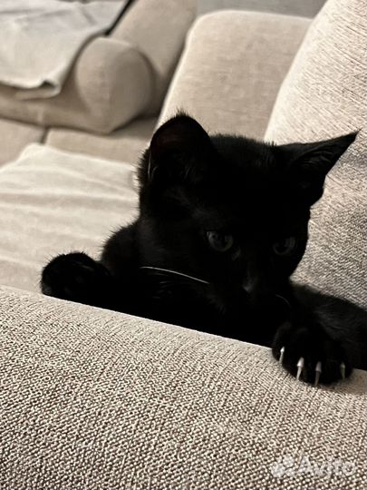 Отдам котенка в добрые руки