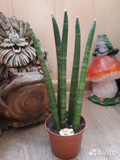 Сансевиерии сортовые