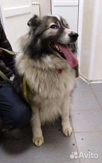 Шикарный крупный пёс ищет дом (из приюта)