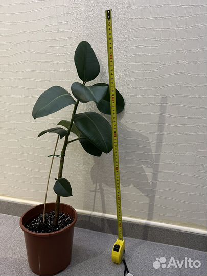 Фикус каучуконосный 2 шт