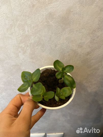 Каланхоэ розовое