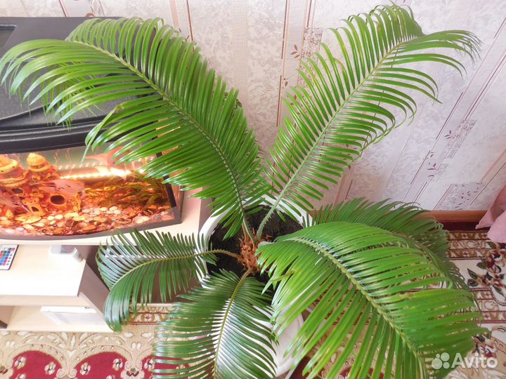 Цветы для офиса и дома, пальма - Цикас,фикус и.т.д