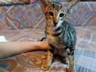 Ориентальные котята мраморная девочка объявление продам
