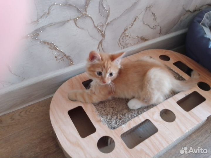 Котята в добрые руки даром