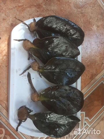 Замиокулькас черный Равен