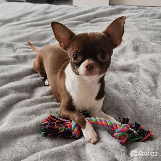 Чихуахуа мини вязка