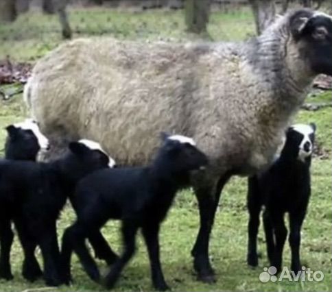 Овца с ягнятами