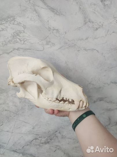 Череп интерьерный