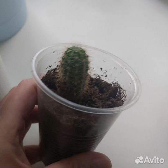 Кактусы и суккуленты