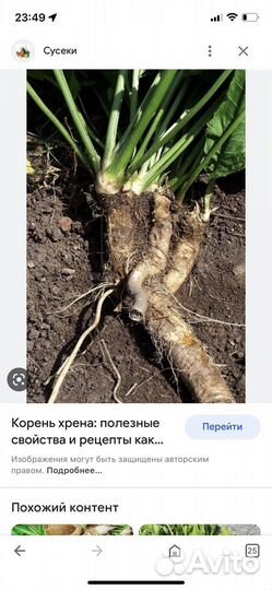 Хрен - расада, листья, корень