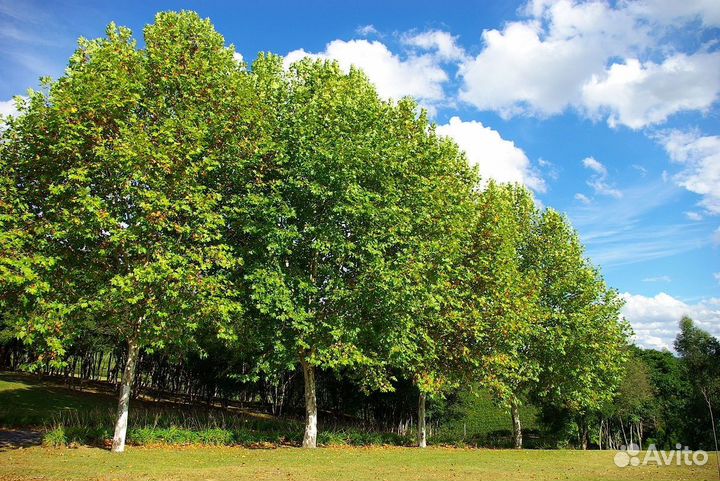 Саженцы-деревья Платанов