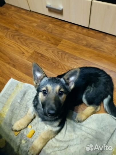 Щенки бесплатно