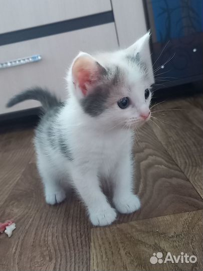 Отдадим котёнка в добрые руки