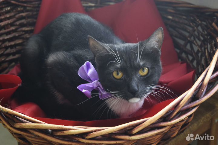 Кошка Фиджи