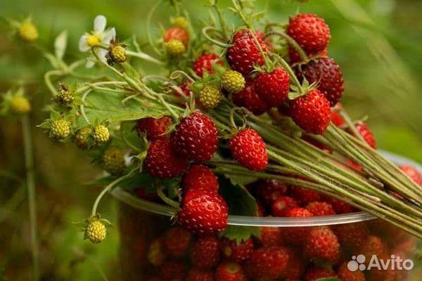 Земляника лесная