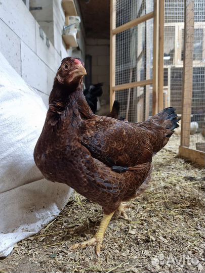 Куры корниш