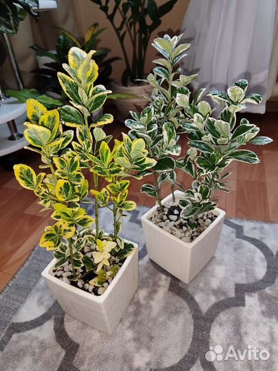 Бересклет японский