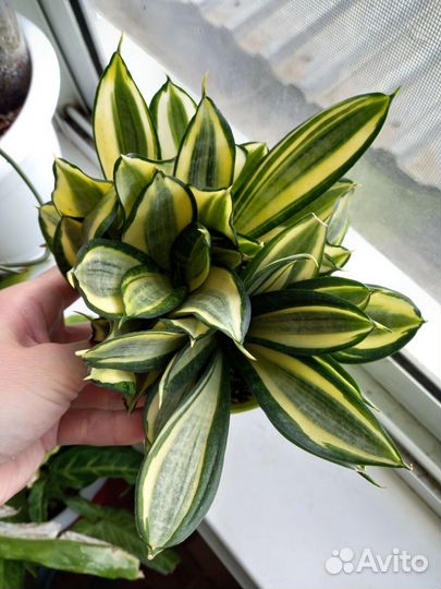 Сансевиерии