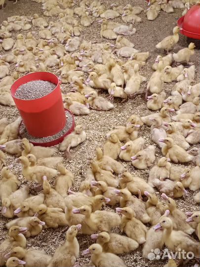 Утята (бройлерные) Star53/ST5