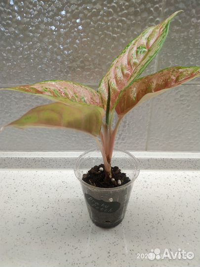 Аглаонема Prakay Petch