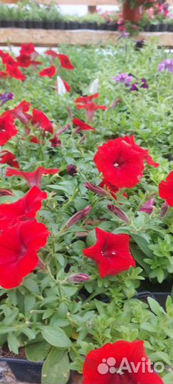 Рассада однолетних цветы