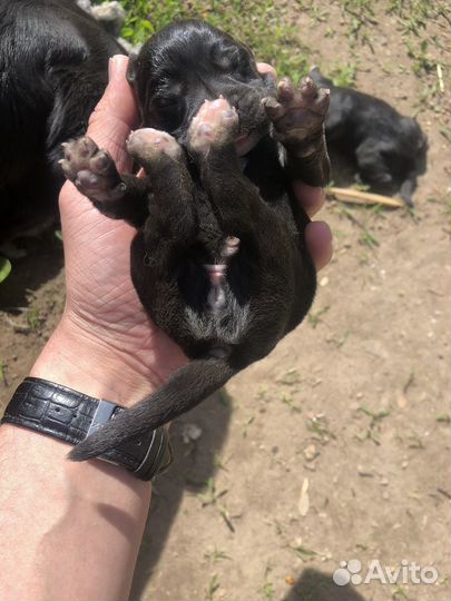 Лабрадор ретривер щенки