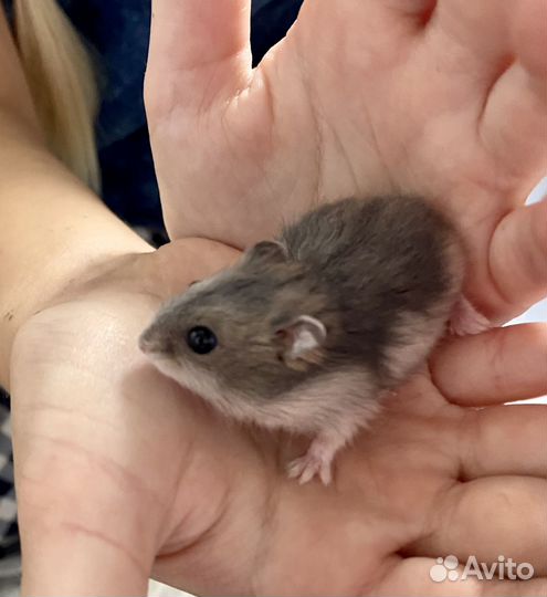 Джунгарский хомяк бесплатно