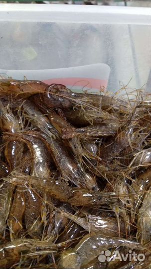 Креветка свежая