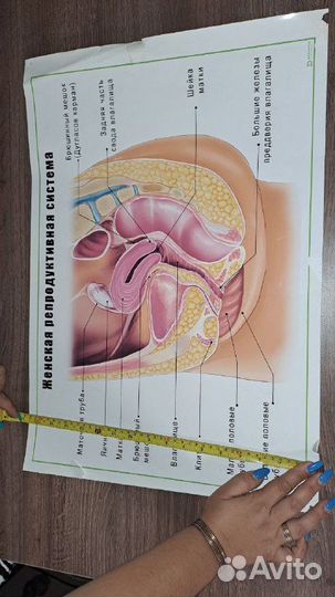 Плакат женская репродуктивная система