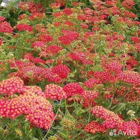 Тысячелистник красный