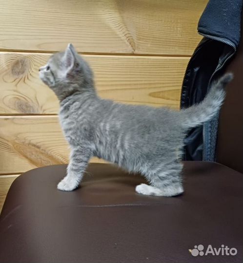 Кошка и котёнок