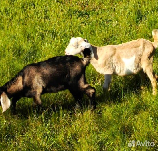 Нубийские козлята